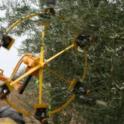 Wheelrake harvester in olive orchard: Wheelrake in motion